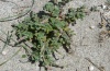 Hadena sancta: Silene succulenta (Sardinia, Mai 2012) [N]