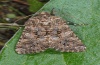 Male (ssp. protai, e.l. Sardinia, larva in May 2012)