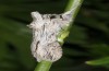 Cucullia santonici: Adult (e.l. Hautes-Alpes, France, larva in September 2013) [S]