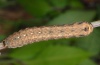 Peridroma saucia: Larva (e.l. La Gomera 2013) [S]