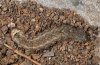 Peridroma saucia: Larva (La Gomera, December 2011) [M]