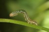 Drypterygia scabriuscula: L2 (Upper Rhine, Philipsburg, August 2013) [M]