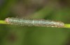 Drypterygia scabriuscula: Half-grown larva (Upper Rhine, August 2013) [M]