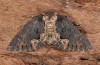 Drypterygia scabriuscula: Adult (e.l. Upper Rhine Valley, larva in August 2013) [S]