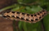 Mniotype schumacheri: Raupe im letzten Stadium (La Gomera, Dezember 2011) [S]