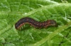 Mniotype schumacheri: Young larva (La Gomera, December 2011) [M]