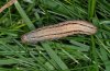 Mythimna scirpi: Larva (e.l. Ticino 2008) [S]