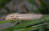 Mythimna scirpi: Larva in penultimate instar (Ticino, late August 2008) [N]