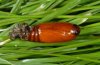 Apamea scolopacina: Pupa [S]