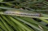 Apamea scolopacina: Larva (Memmingen, Southern Germany) [S]