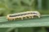 Apamea scolopacina: Larva (Memmingen, Southern Germany) [M]