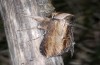 Cucullia scrophulariae: Adult (e.l. S-Germany, Memmingen, larva in July 2014) [S]