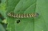 Cucullia scrophulariae: Half-grown larva (eastern Swabian Alb) [N]