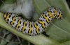Cucullia scrophulariae: Raupe