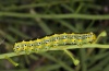 Cucullia scrophulariphaga: Raupe (Sardinien, Mai 2012) [S]