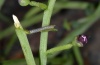 Cucullia scrophulariphaga: Jungraupe (Sardinien, Costa Verde, Mitte Mai 2012) [N]