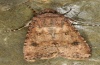 Agrotis segetum: Männchen (e.l. La Palma, Raupe im Dezember 2012) [S]