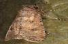 Agrotis segetum: Männchen (e.l. La Palma, Raupe im Dezember 2012) [S]