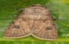 Agrotis segetum: Männchen (e.l. La Palma, Raupe im Dezember 2012) [S]