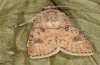 Agrotis segetum: Männchen (e.l. La Palma, Raupe im Dezember 2012) [S]