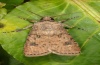 Agrotis segetum: Männchen (e.l. La Palma, Raupe im Dezember 2012) [S]