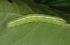 Lithophane semibrunnea: Larva [S]