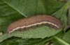 Ammoconia senex: Raupe (Provence, Ende Mai 2007)