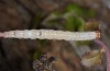 Catocala separata: Larva (e.l. rearing Samos, Ireon, late April 2015) [S]