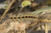 Oxicesta serratae: Halbwüchsige Raupe (Zentralspanien, Teruel, Sierra de Javalambre, Ende Juli 2017) [M]