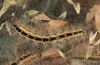 Oxicesta serratae: Larva (Central Spain, Teruel, Sierra de Javalambre, late July 2017) [M]