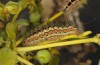 Oxicesta serratae: Larva (Central Spain, Teruel, Sierra de Javalambre, late July 2017) [S]
