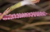 Polia serratilinea: Anderes Eigelege an Silene (Phalakron, Ende Juli 2011) [N]
