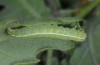 Dryobotodes servadeii: Half-grown larva (Samos, Karlovassi, late April 2015) [M]