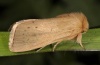 Sesamia nonagrioides: Female (e.l. La Gomera 2013) [S]