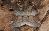 Nycteola siculana: Falter (e.l. Wallis 2012) [S]