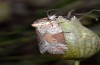 Nycteola siculana: Falter (e.l. spanische Ostpyrenäen, Raupe Mitte Juli 2013) [S]
