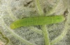 Nycteola siculana: Raupe (e.l. Wallis, Juni 2012) [S]