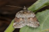 Nycteola siculana: Adult (e.l. Valais 2012) [S]