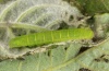 Nycteola siculana: Raupe (e.l. Wallis, Juni 2012) [S]