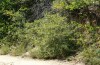 Nycteola siculana: Larvalhabitat (spanische Ostpyrenäen, Mitte Juli 2013) [N]