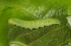 Nycteola siculana: Raupe (Wallis 2012) [M]