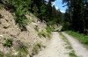 Nycteola siculana: Larval habitat in the Upper Valais (Simplon) on 15/06/2012: rocky embankment with sprouting small Salix which had been cut a year ago. [N]