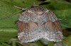 Nycteola siculana: Falter (e.l. spanische Ostpyrenäen, Raupe Mitte Juli 2013) [S]