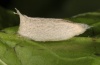 Nycteola siculana: Cocoon (e.l. Valais 2012) [S]