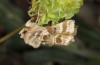 Euchalcia siderifera: Adult (e.l. rearing Greece, Chelmos, N-Peloponnese, larva in early May 2016) [S]