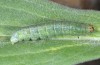 Euchalcia siderifera: Raupe (Chelmos, 1700m, Anfang Mai 2016) [M]