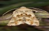 Euchalcia siderifera: Adult (e.l. rearing Greece, Chelmos, N-Peloponnese, larva in early May 2016) [S]