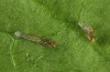 Eugraphe sigma: Larva in first instar (breeding photo, ex ovo Austria 2015) [S]