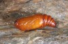 Yigoga signifera: Pupa (e.l. rearing, South Tyrol, Val Müstair, 1300m, larva in early May 2015) [S]