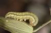 Hadena silenes: Half-grown larva (N-Greece, Drama, May 2011) [S]